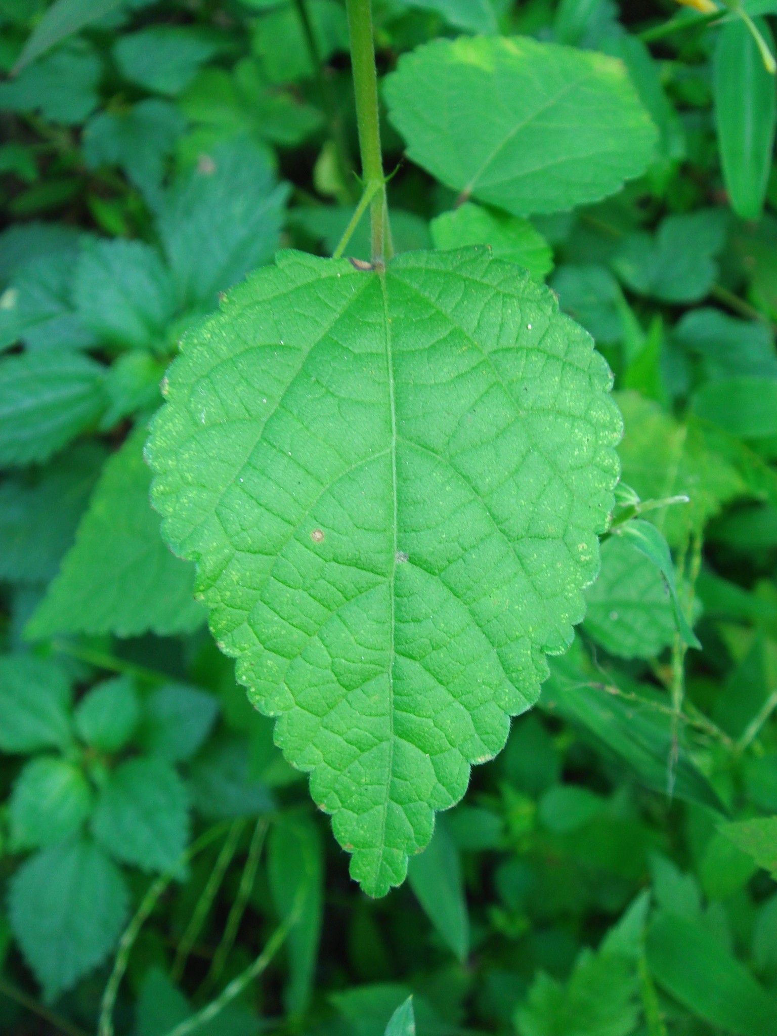 Corchoropsis tomentosa (Thunberg) Makino